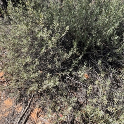 Eremophila glabra (Tar Bush) at Mungo, NSW - 15 Oct 2023 by Ange