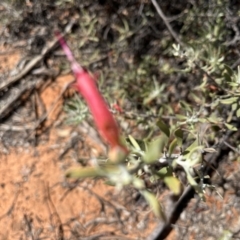 Eremophila glabra at Mungo, NSW - 15 Oct 2023 11:51 AM