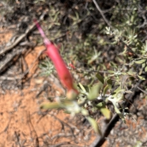 Eremophila glabra at Mungo, NSW - 15 Oct 2023