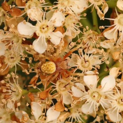 Unidentified Orb-weaving spider (several families) at Turner, ACT - 14 Oct 2023 by ConBoekel