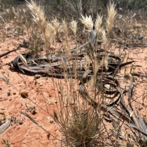 Rytidosperma sp. at Mungo, NSW - 15 Oct 2023 12:16 PM