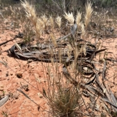 Rytidosperma sp. (Wallaby Grass) at Mungo, NSW - 15 Oct 2023 by Ange