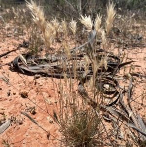 Rytidosperma sp. at Mungo, NSW - 15 Oct 2023