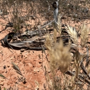 Rytidosperma sp. at Mungo, NSW - 15 Oct 2023