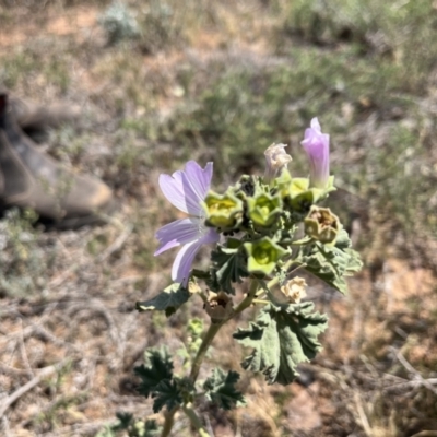 Malva weinmanniana (Australian Mallow) at Mungo National Park - 15 Oct 2023 by Ange