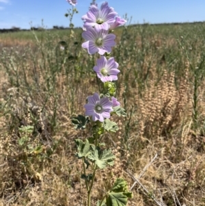 Malva weinmanniana at Mungo, NSW - 15 Oct 2023 12:37 PM