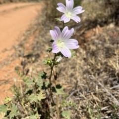 Malva weinmanniana at Mungo, NSW - 15 Oct 2023