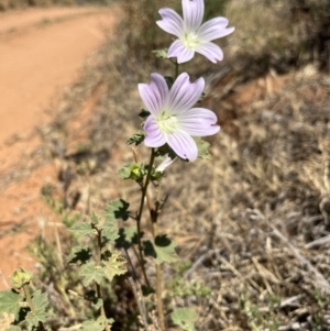 Malva weinmanniana at Mungo, NSW - 15 Oct 2023 12:37 PM