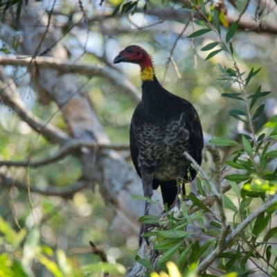 Alectura lathami (Australian Brush-turkey) at Brunswick Heads, NSW - 18 Oct 2023 by macmad