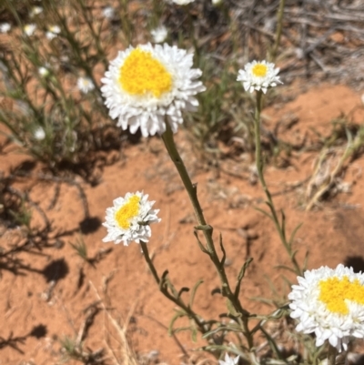 Polycalymma stuartii (Poached Egg Daisy) at Mungo, NSW - 15 Oct 2023 by Ange