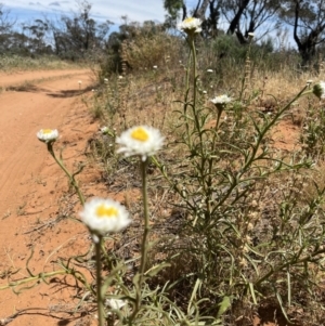 Polycalymma stuartii at suppressed - 15 Oct 2023