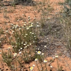 Polycalymma stuartii at suppressed - 15 Oct 2023