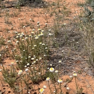 Polycalymma stuartii at suppressed - suppressed