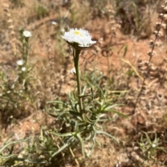 Polycalymma stuartii at suppressed - 15 Oct 2023