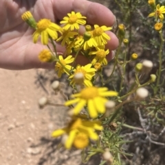 Senecio pinnatifolius at Mungo National Park - 15 Oct 2023 by Ange