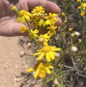 Senecio pinnatifolius at Mungo, NSW - 15 Oct 2023