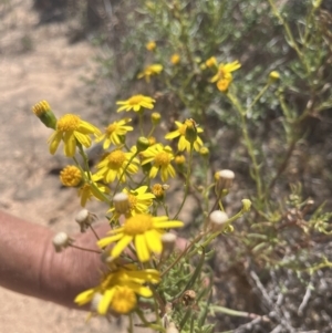 Senecio pinnatifolius at Mungo, NSW - 15 Oct 2023 01:11 PM