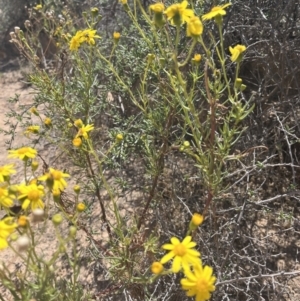 Senecio pinnatifolius at Mungo, NSW - 15 Oct 2023