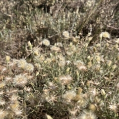 Vittadinia gracilis (New Holland Daisy) at Mungo National Park - 14 Oct 2023 by Ange