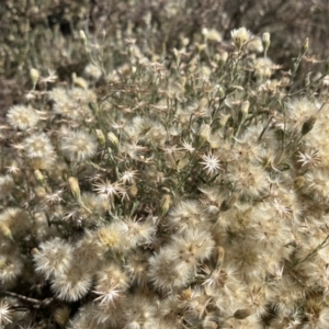 Vittadinia gracilis at Mungo, NSW - 15 Oct 2023