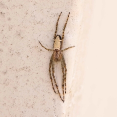 Cyrtophora moluccensis (Tent spider) at Sullivans Creek, Turner - 14 Oct 2023 by ConBoekel