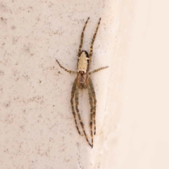 Cyrtophora moluccensis (Tent spider) at Turner, ACT - 15 Oct 2023 by ConBoekel