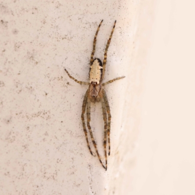 Cyrtophora moluccensis (Tent spider) at Turner, ACT - 14 Oct 2023 by ConBoekel