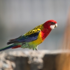 Platycercus eximius (Eastern Rosella) at Brunswick Heads, NSW - 17 Oct 2023 by macmad
