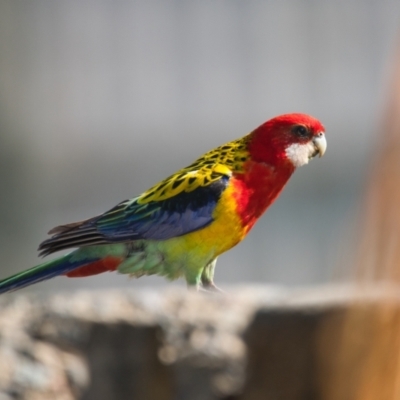 Platycercus eximius (Eastern Rosella) at Brunswick Heads, NSW - 18 Oct 2023 by macmad