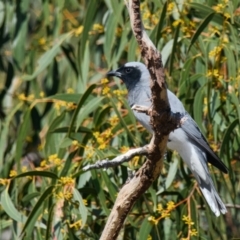 Coracina novaehollandiae (Black-faced Cuckooshrike) at Brunswick Heads, NSW - 18 Oct 2023 by macmad