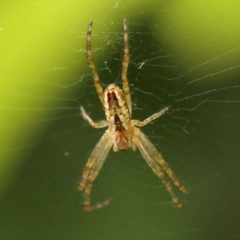 Plebs bradleyi (Enamelled spider) at Sullivans Creek, Turner - 15 Oct 2023 by ConBoekel