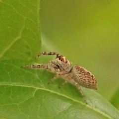 Opisthoncus grassator (Jumping spider) at Turner, ACT - 15 Oct 2023 by ConBoekel