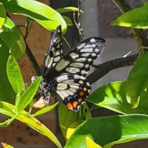 Papilio anactus at Isaacs, ACT - 18 Oct 2023