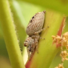 Opisthoncus sp. (genus) (Opisthoncus jumping spider) at City Renewal Authority Area - 15 Oct 2023 by ConBoekel