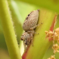 Opisthoncus sp. (genus) (Unidentified Opisthoncus jumping spider) at Haig Park - 15 Oct 2023 by ConBoekel