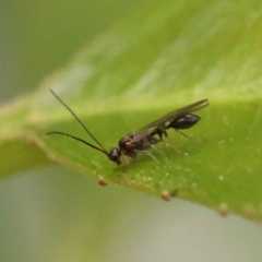 Diapriidae (family) (Diapriid wasp) at Turner, ACT - 14 Oct 2023 by ConBoekel