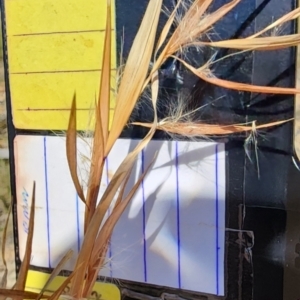 Andropogon virginicus at Wingan River, VIC - 18 Oct 2023