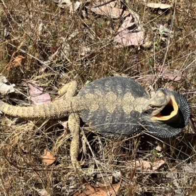 Pogona barbata (Eastern Bearded Dragon) at Woodstock Nature Reserve - 18 Oct 2023 by JohnHurrell