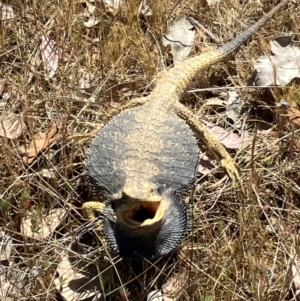 Pogona barbata at Belconnen, ACT - 18 Oct 2023