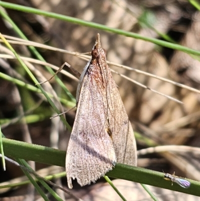 Uresiphita ornithopteralis (Tree Lucerne Moth) at QPRC LGA - 18 Oct 2023 by Csteele4