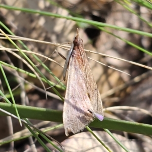 Uresiphita ornithopteralis at Captains Flat, NSW - 18 Oct 2023