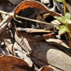 Cryptobothrus chrysophorus (Golden Bandwing) at Captains Flat, NSW - 18 Oct 2023 by Csteele4