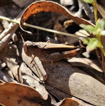 Cryptobothrus chrysophorus (Golden Bandwing) at QPRC LGA - 18 Oct 2023 by Csteele4