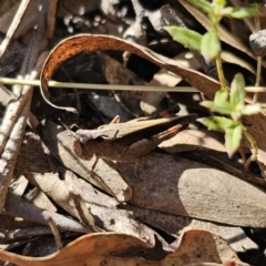 Cryptobothrus chrysophorus at Captains Flat, NSW - 18 Oct 2023