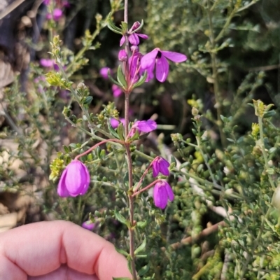Tetratheca bauerifolia (Heath Pink-bells) at Captains Flat, NSW - 18 Oct 2023 by Csteele4