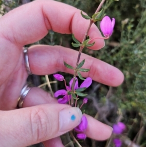 Tetratheca thymifolia at Captains Flat, NSW - 18 Oct 2023