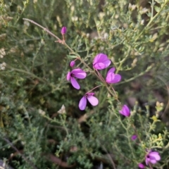 Tetratheca thymifolia at Captains Flat, NSW - 18 Oct 2023