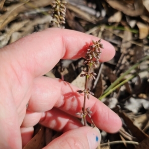 Lomandra multiflora at Captains Flat, NSW - 18 Oct 2023 04:42 PM