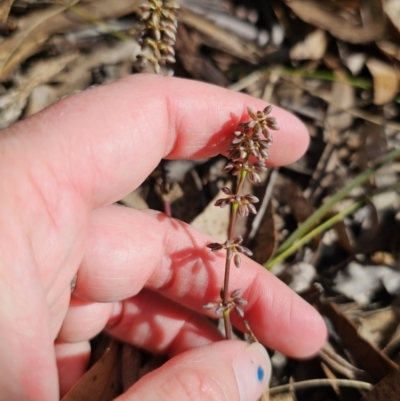 Lomandra multiflora (Many-flowered Matrush) at Captains Flat, NSW - 18 Oct 2023 by Csteele4