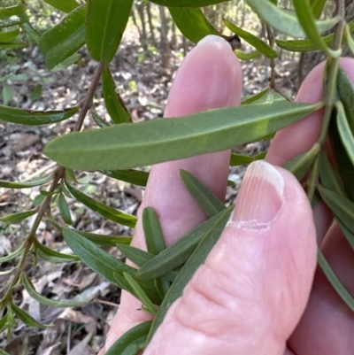 Santalum obtusifolium (Coastal Sandalwood) at Kangaroo Valley, NSW - 18 Oct 2023 by lbradley